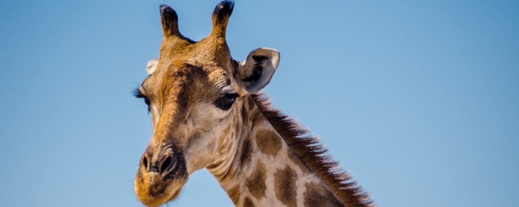 Giraffe im Etosha-Nationalpark in Namibia